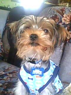 sparky es un perrito jugeton y muy bonito sparky es un perrito jugeton y muy bonito